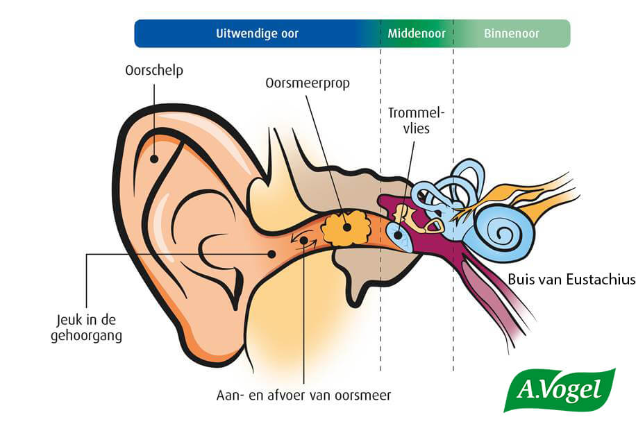 druk op de oren verkoudheid